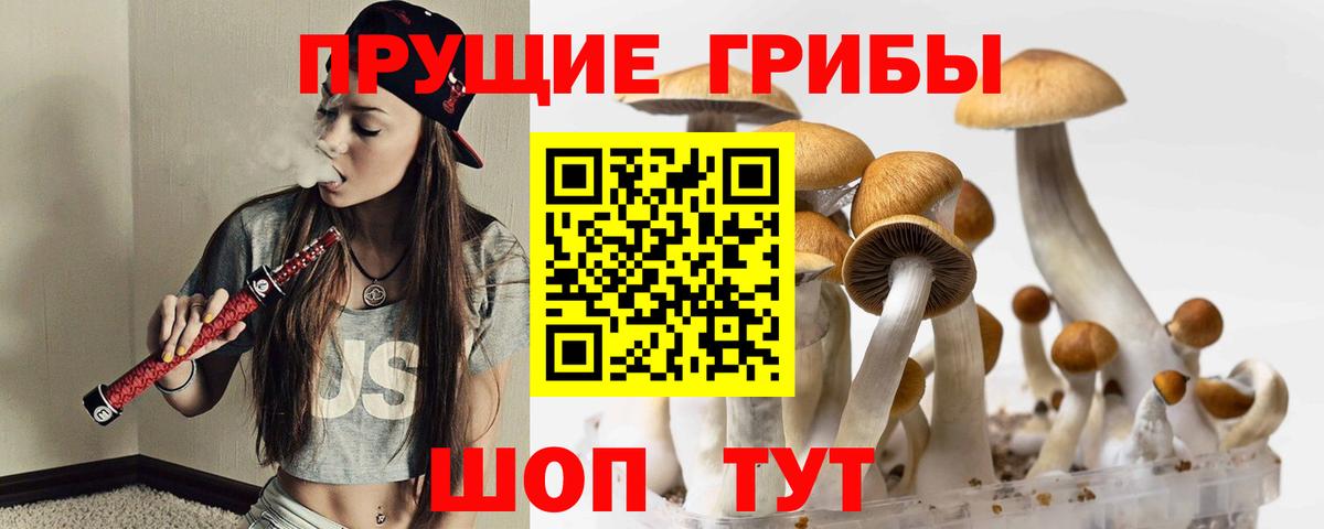 Псилоцибиновые грибы Psilocybe  Вход с VPN  Псилоцибиновые грибы Cubensis  Александров 